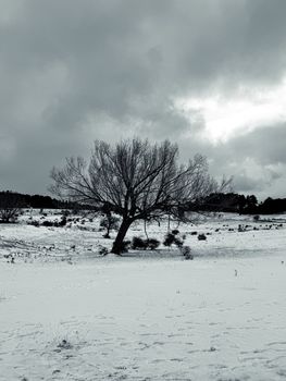 A solitary tree stands amidst a snow-covered field in Keles, Bursa, Türkiye.