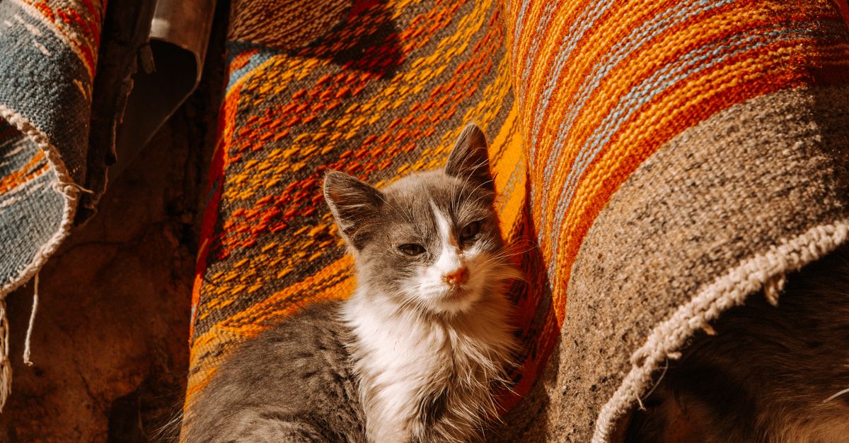 Moroccan Rug Workshop | Discover the Art of Crafting Beautiful Moroccan Rugs in Our Workshop