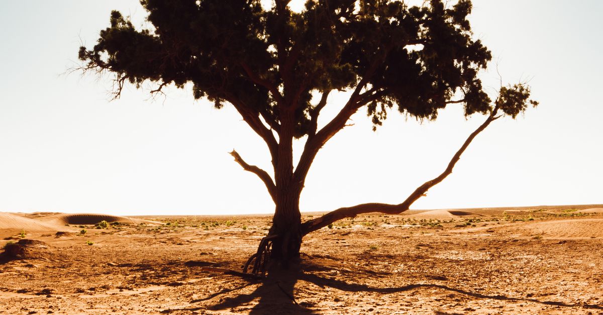 Solitary Tree in the Moroccan Sahara Desert at Sunrise · Free Stock Photo