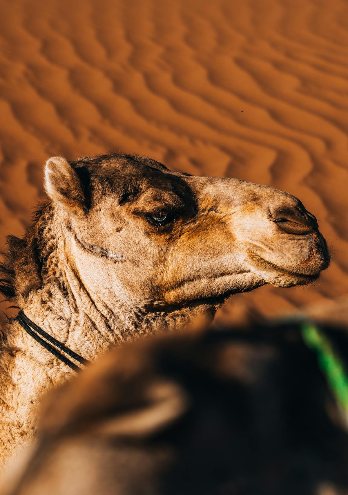 Cheerleaders With Camel Toe Photos, Download The BEST Free Cheerleaders With Camel Toe Stock