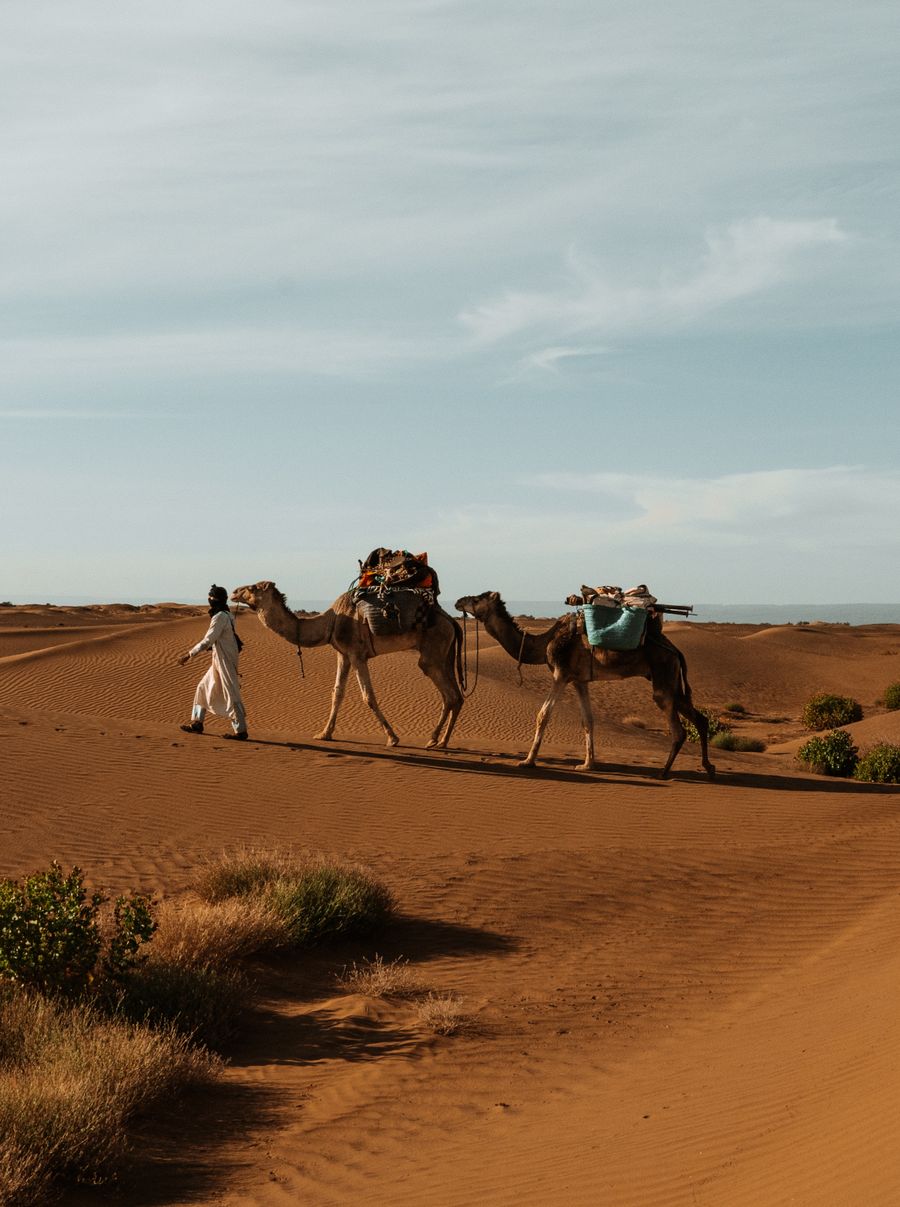 Caravane de chameaux dans le désert marocain