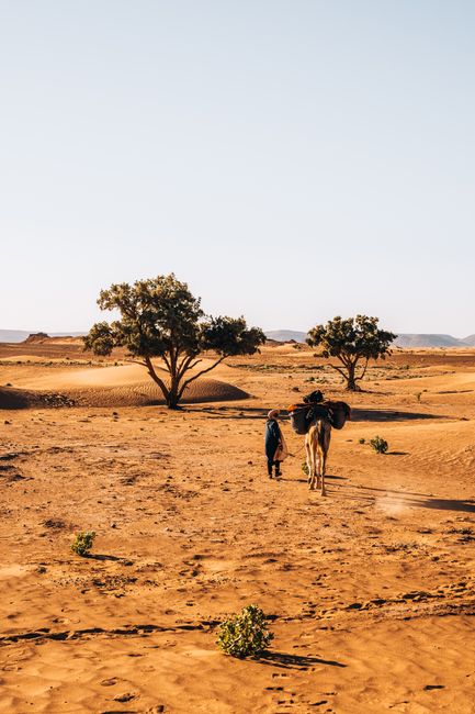 A person and camel traverse the vast Sahara desert in Morocco under a clear sky.