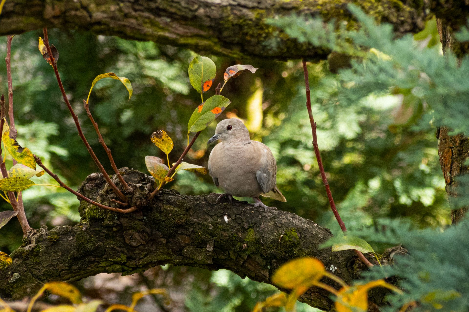 A Eurasian collared dove perched on a branch in a vibrant Polish forest setting.