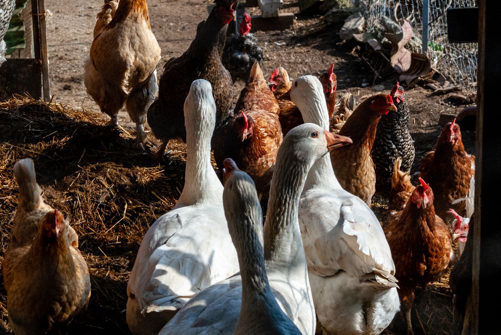 Chickens and geese gathered in a farmyard