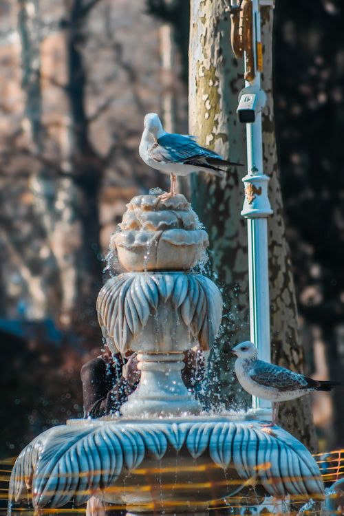 Free Seagulls perched on a decorative fountain in a city park setting. Stock Photo