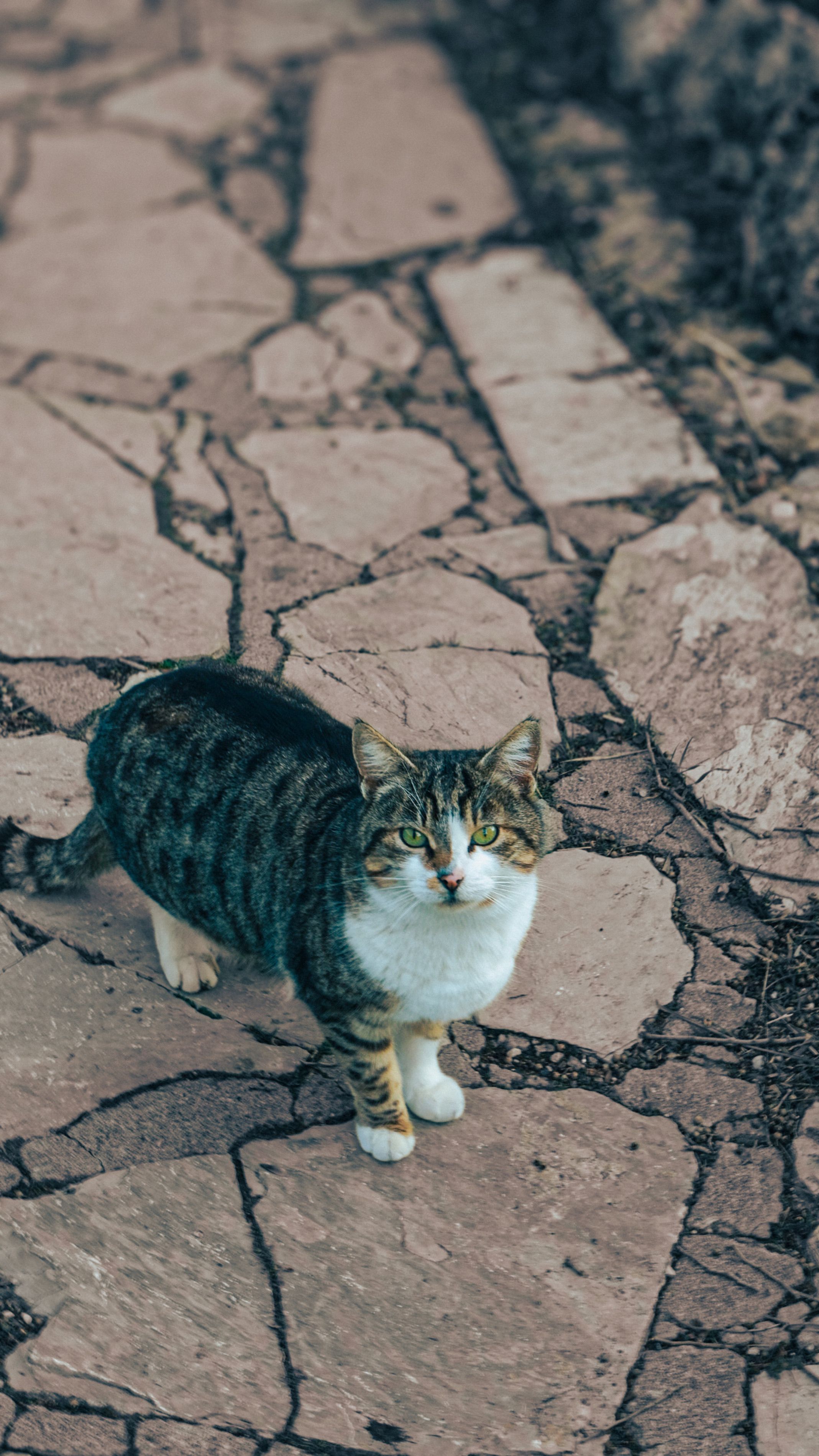 Cute Tabby Cat on Stone Pathway Outdoors · Free Stock Photo
