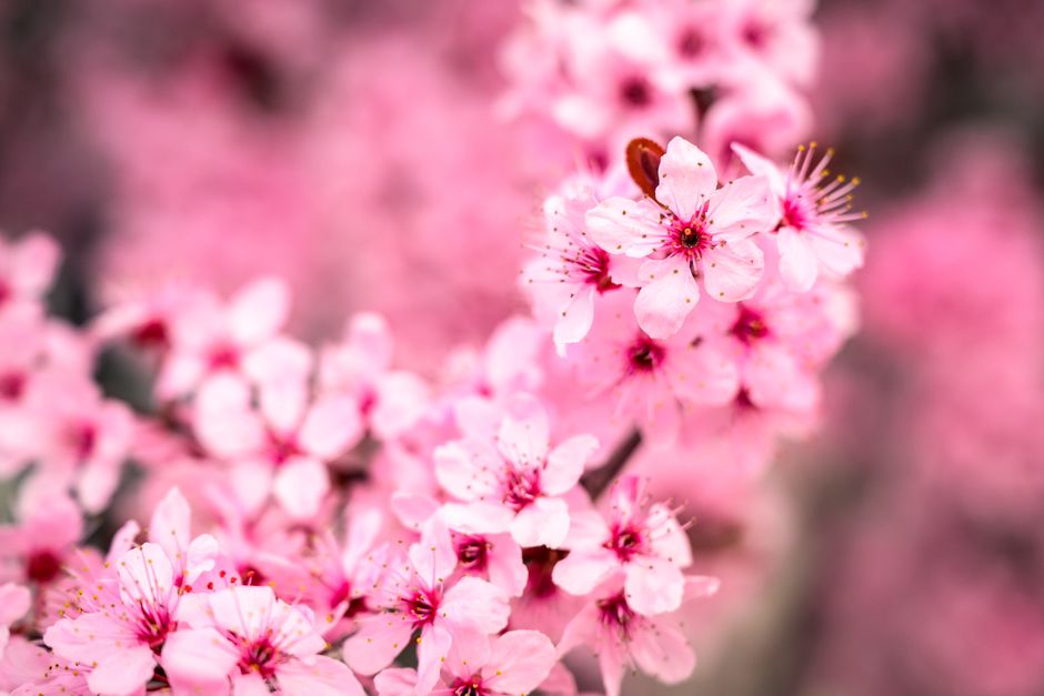 Stunning close-up of vibrant pink cherry blossoms in Boise, Idaho.