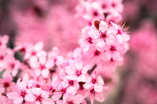 Free Stunning close-up of vibrant pink cherry blossoms in Boise, Idaho. Stock Photo