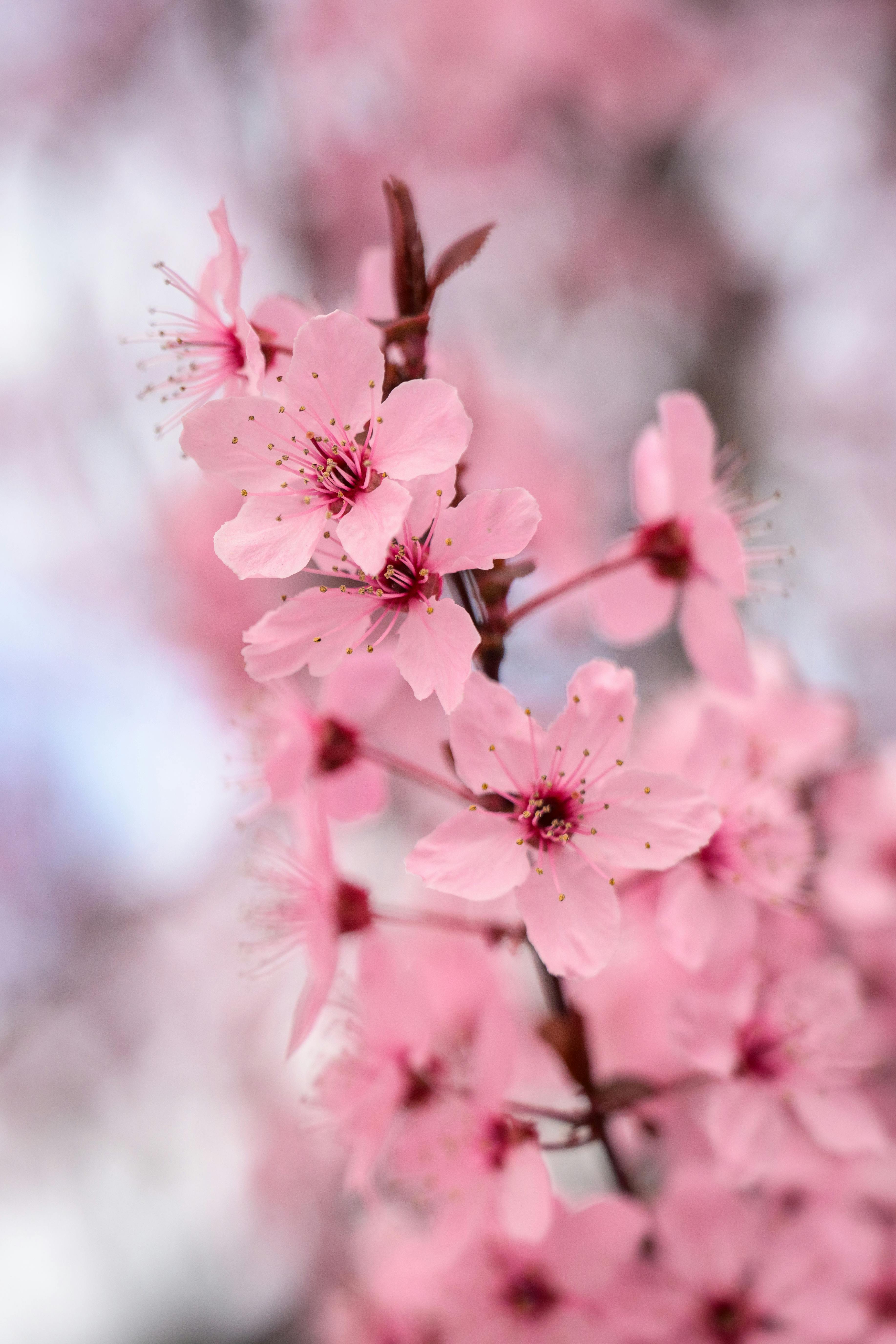 Beautiful pink cherry blossoms in full bloom, symbolizing spring's arrival.