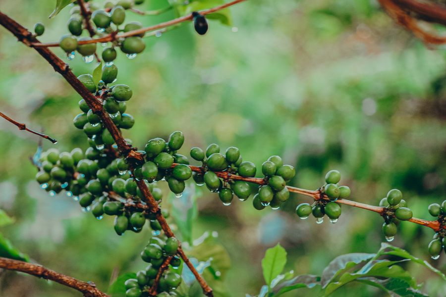 Araku Coffee Plantations photo 4