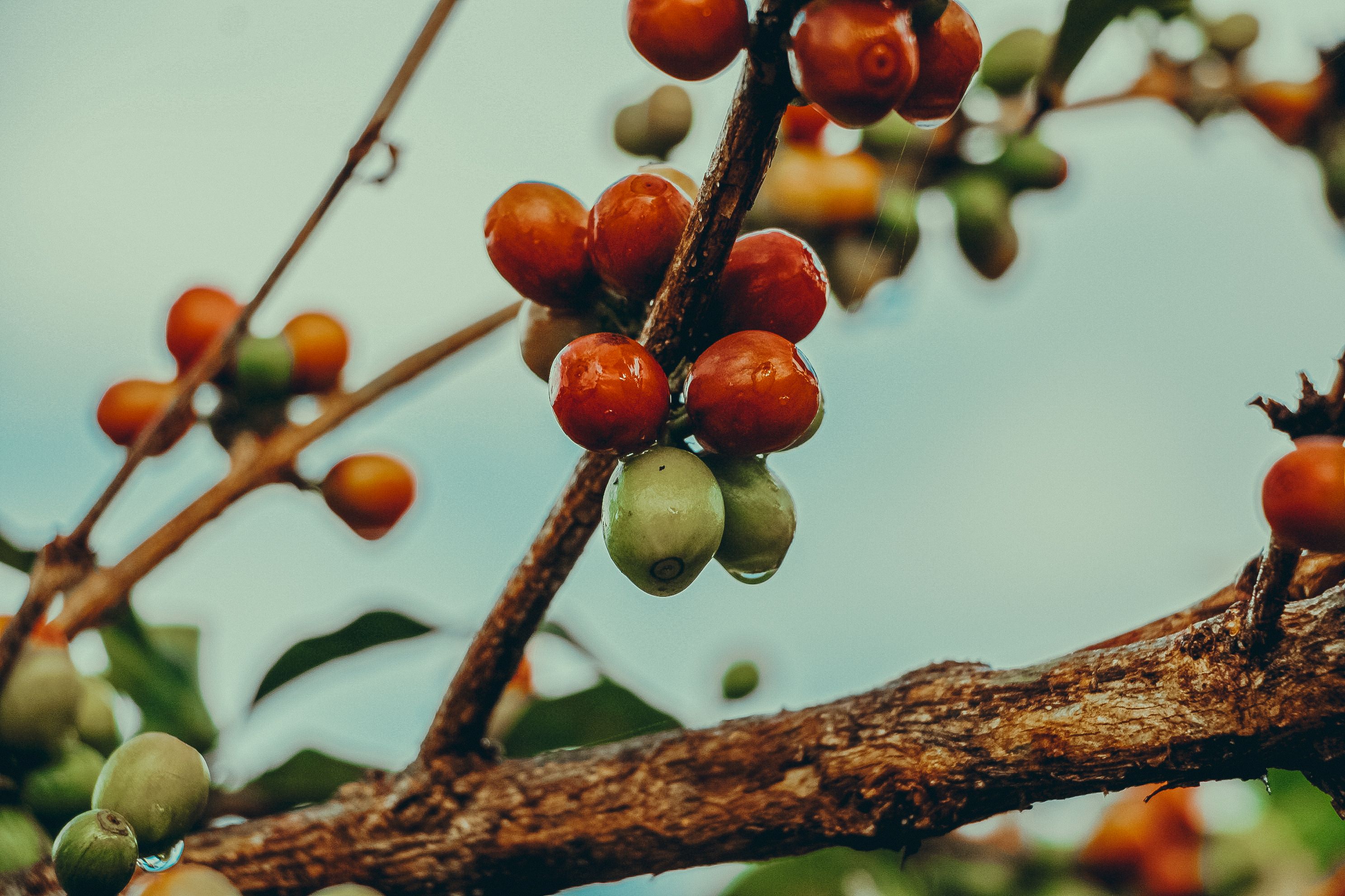 Coffee cherry harvest in Africa