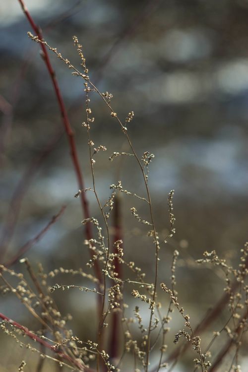 Free Close-up of wispy branches with tiny buds in a soft winter landscape. Stock Photo