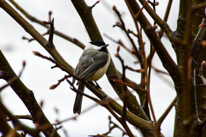 Chickadee Photos, Download The BEST Free Chickadee Stock Photos & HD Images