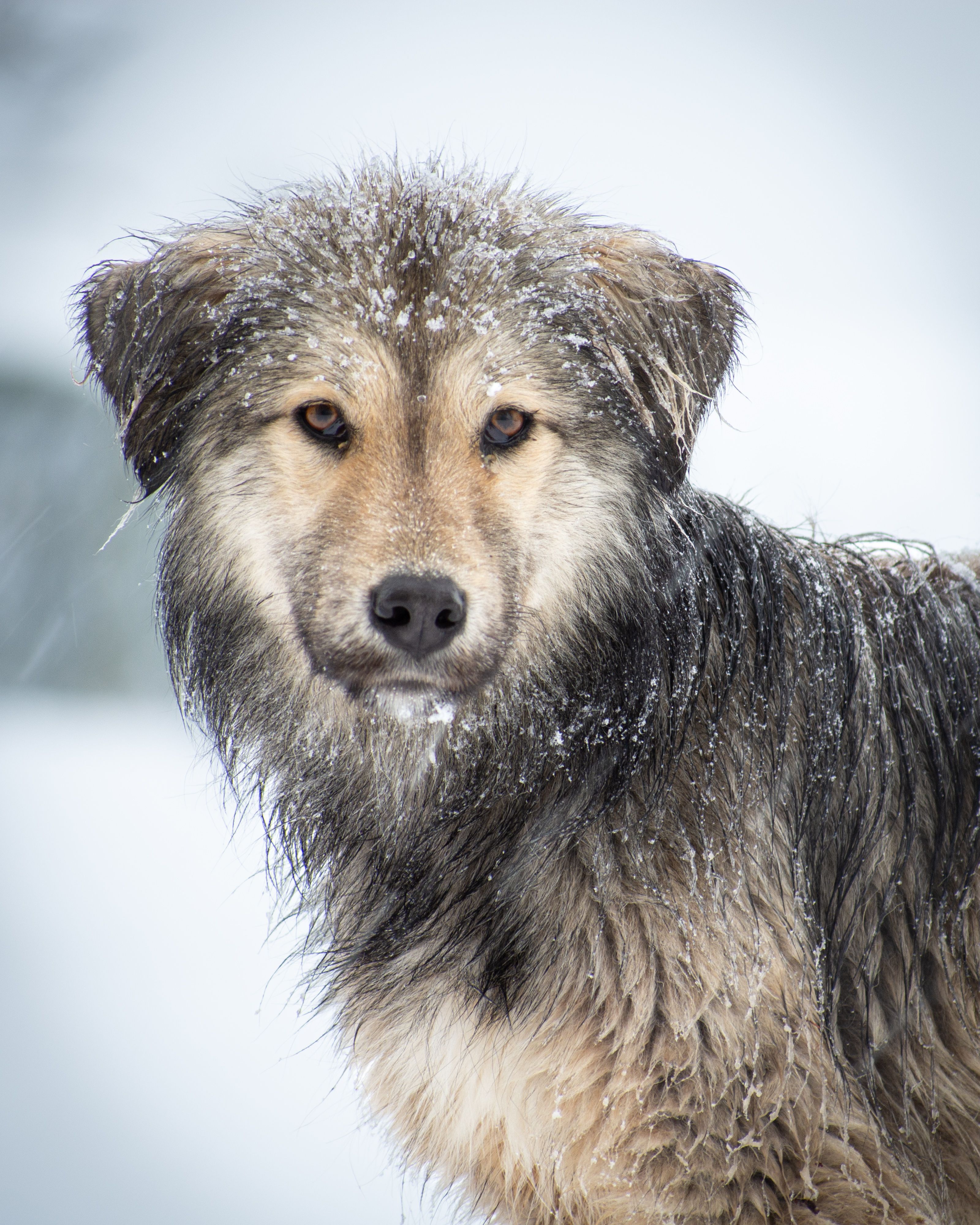 Winter Portrait of a Dog in Snowy Landscape · Free Stock Photo