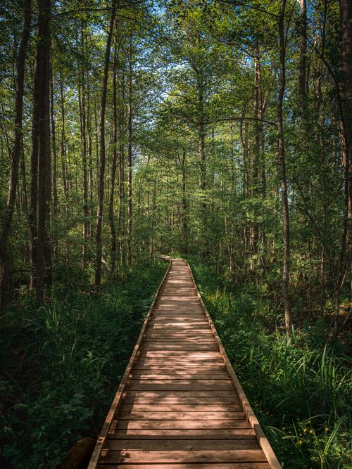 Free A tranquil wooden walkway leads through a verdant forest in Latvia, embracing nature's tranquility. Stock Photo