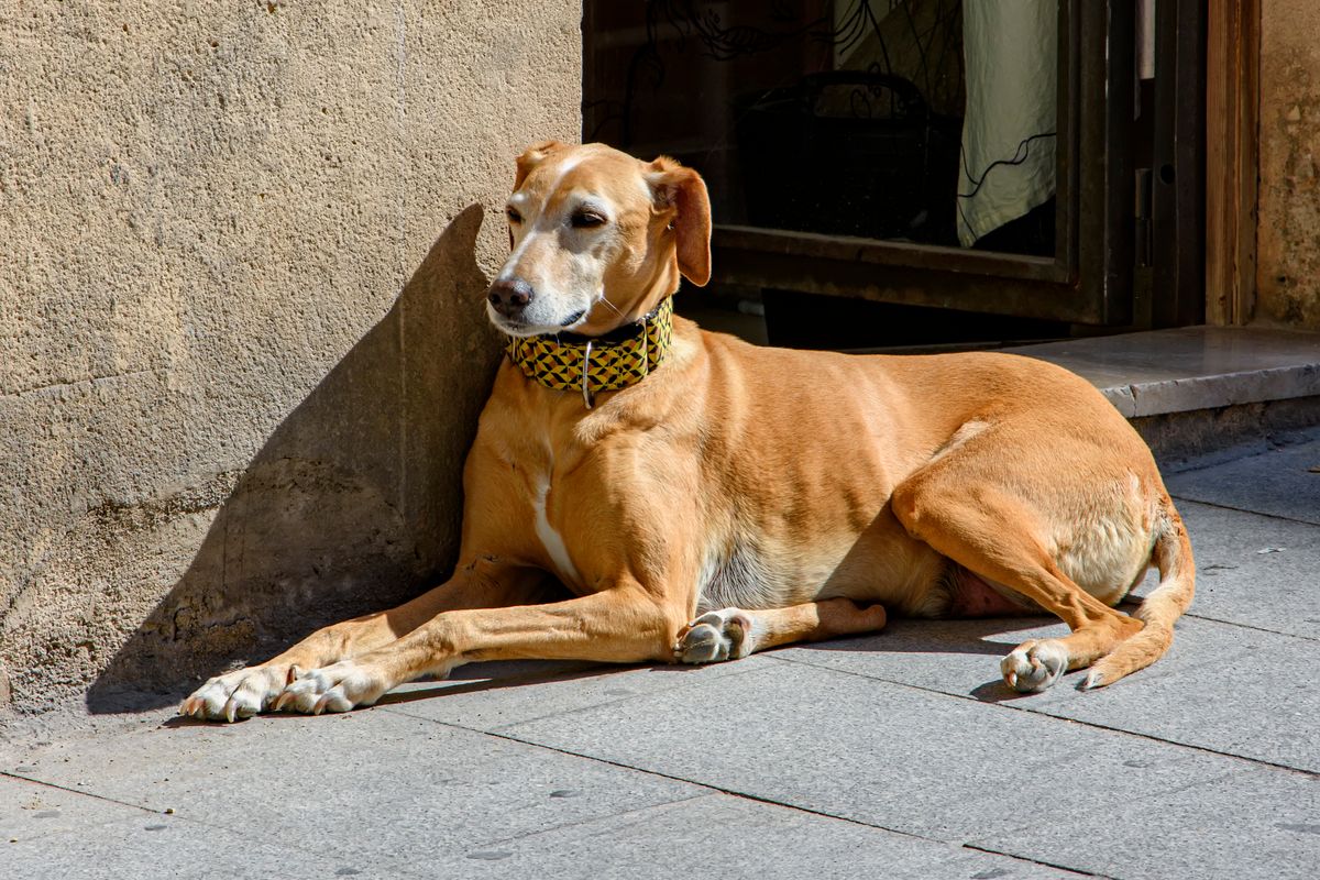 Chien courant espagnol - Santé du chien courant espagnol et suivi vétérinaire