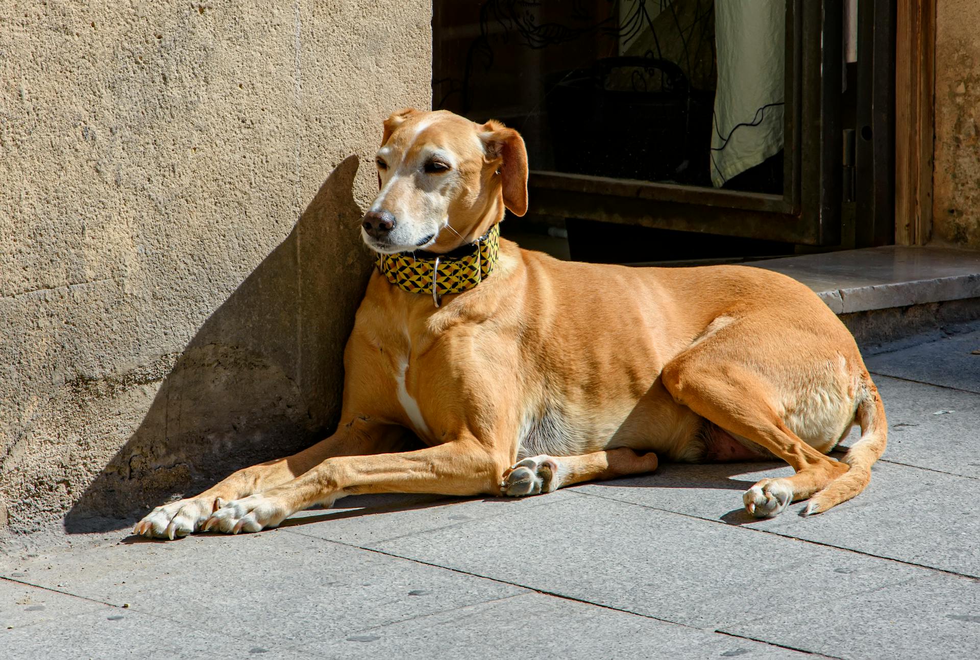 A relaxed dog sunbathes by a wall in Alicante, Spain, enjoying a sunny day.