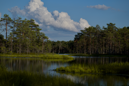 Calm wetland landscape with lush pine trees and reflective water under a bright sky.