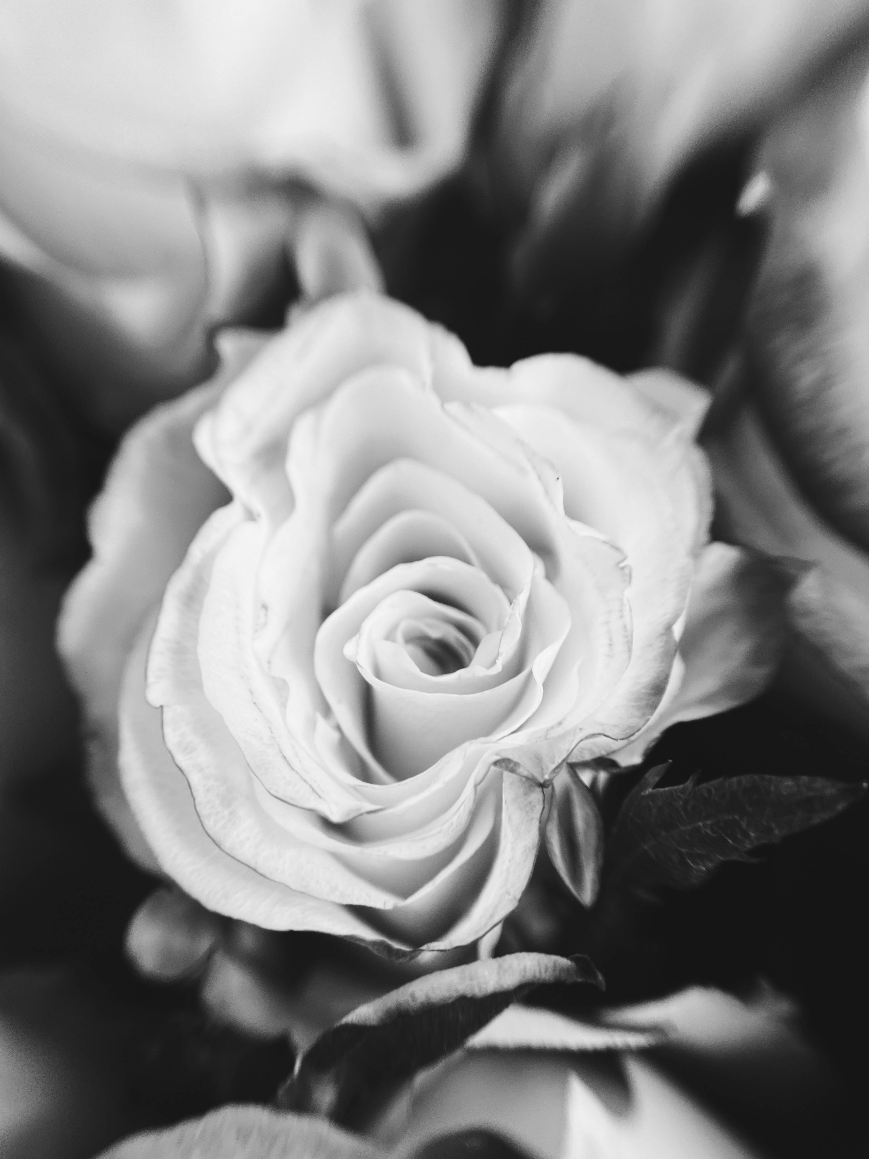 Elegantly captured black and white image of a delicate white rose in full bloom.