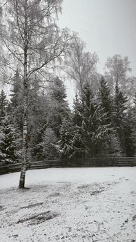 Snow-covered trees in a tranquil winter forest create a serene and peaceful atmosphere.