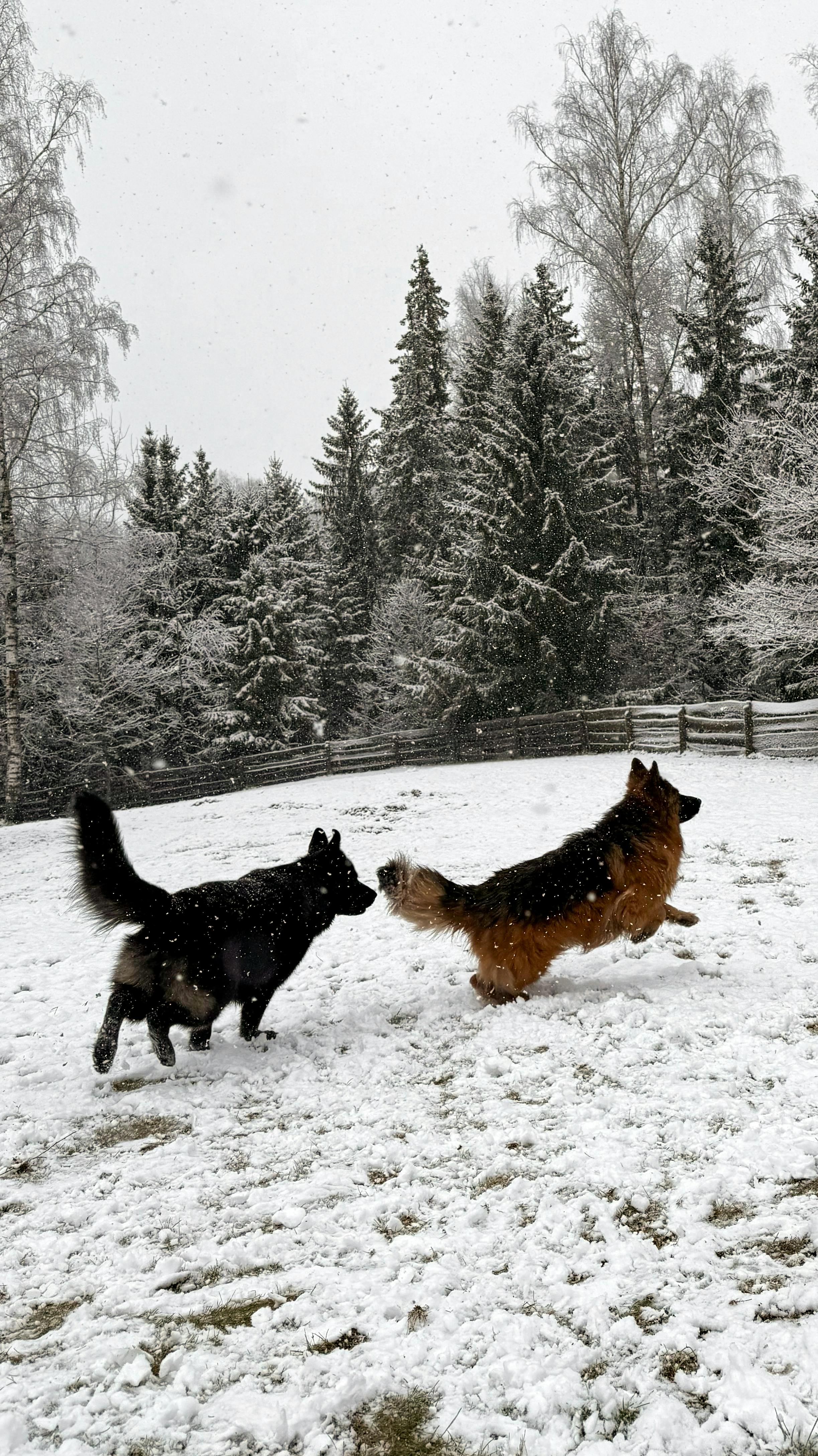 Two German Shepherds frolic in a snowy winter landscape, capturing the joy of dogs playing outdoors.