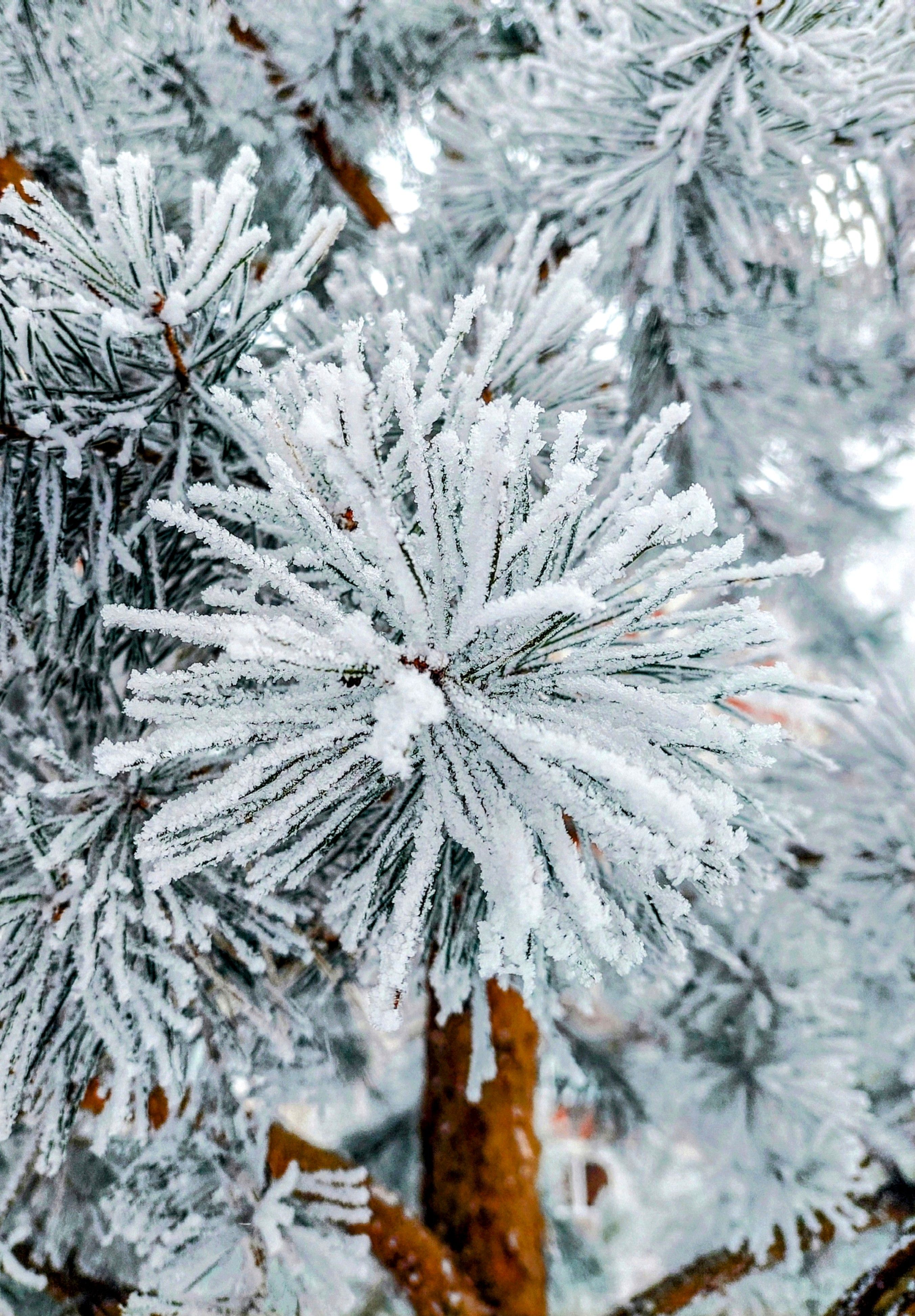 Frost-Covered Pine Needles in Winter · Free Stock Photo