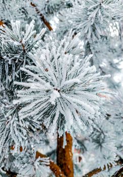Close-up of frost-covered pine needles showcasing winter beauty.