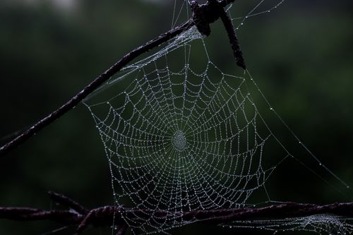 Free Close-up of a cobweb with morning dew illustrating nature's intricate beauty. Stock Photo