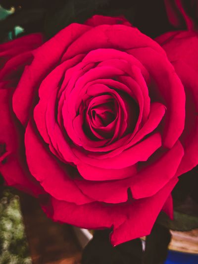Red Rower Flowers in Bloom · Free Stock Photo