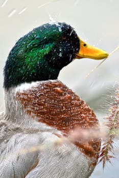 A detailed close-up of a Mallard duck with raindrops on its vibrant plumage in Ifrane, Morocco.