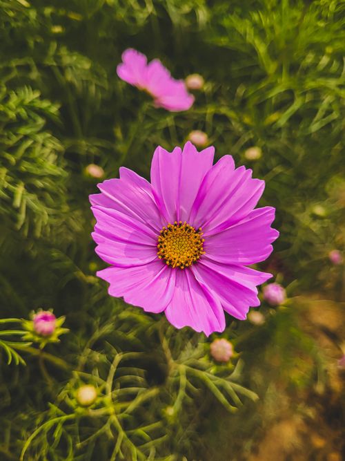 Free A detailed view of a vibrant pink cosmos flower blooming in a lush green garden. Stock Photo