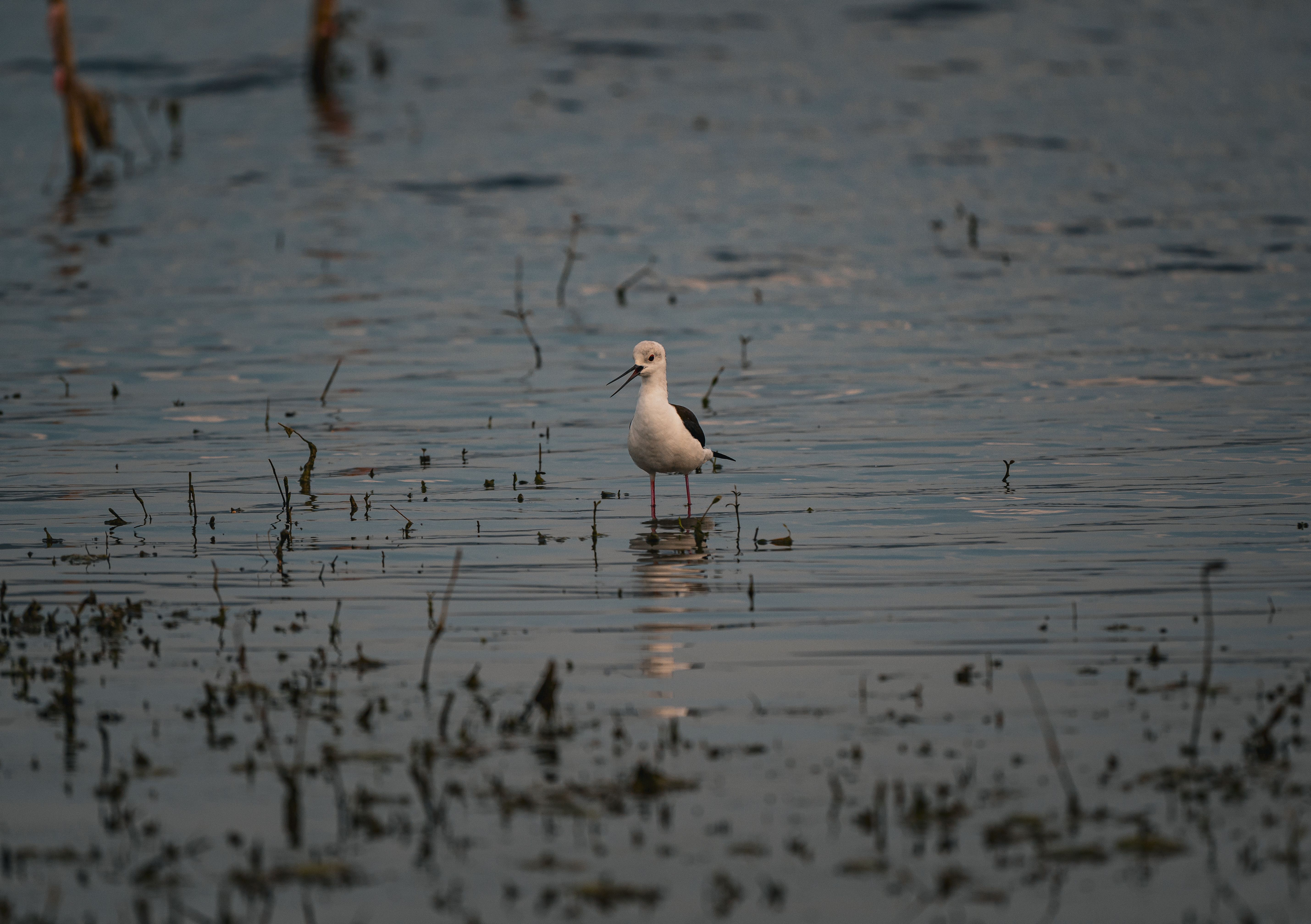 A tranquil scene of a bird in shallow water amidst the sunset in Thailand's wetlands.