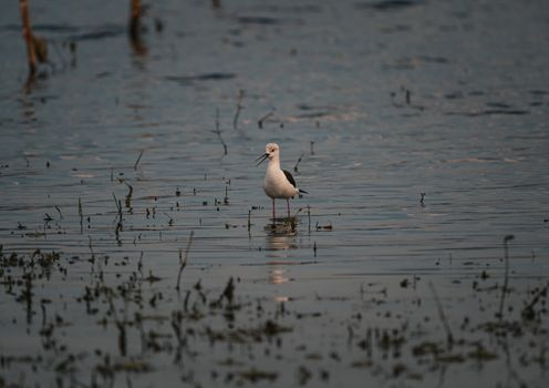 A tranquil scene of a bird in shallow water amidst the sunset in Thailand's wetlands.