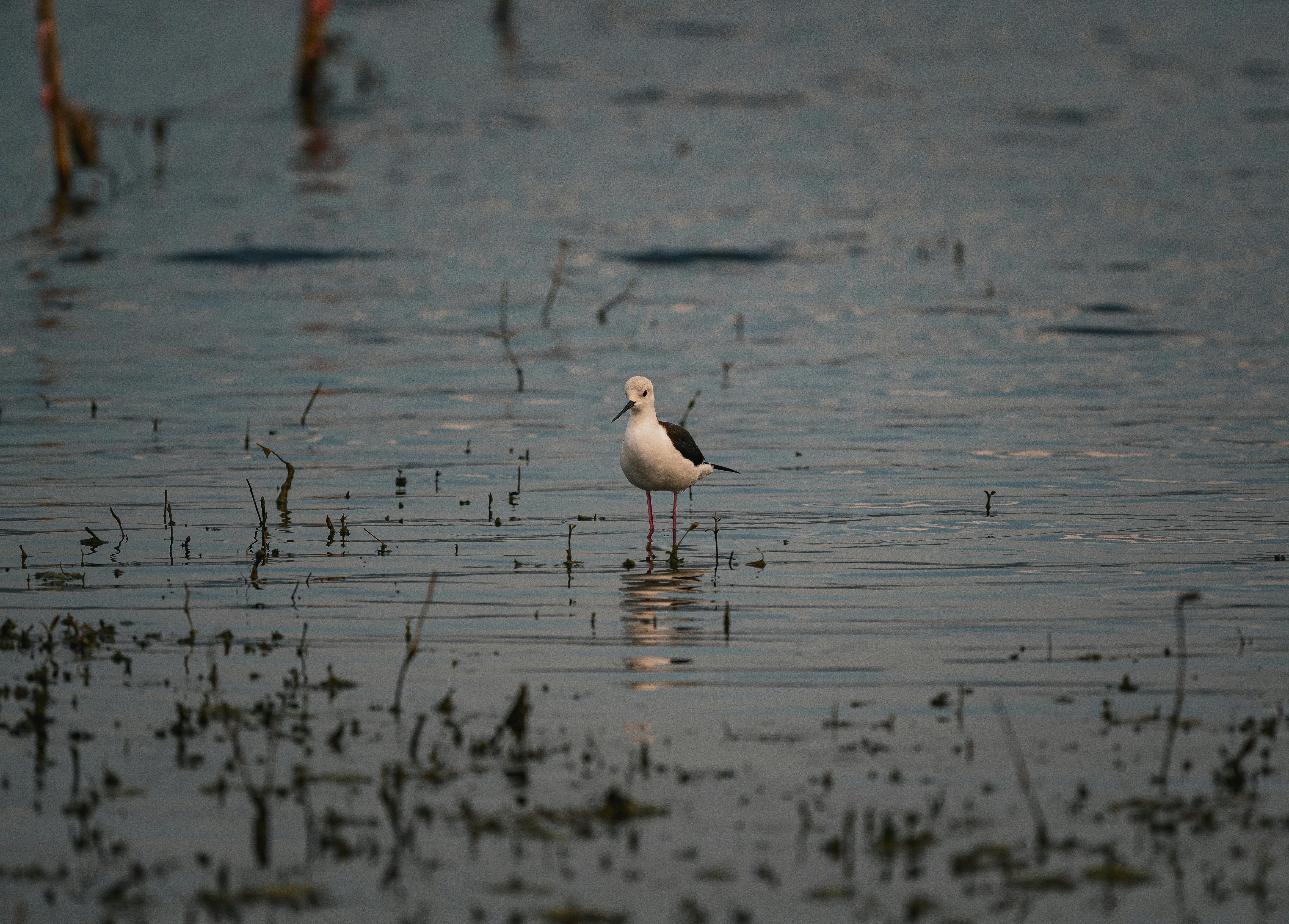 black winged stilt wading in thai wetlands