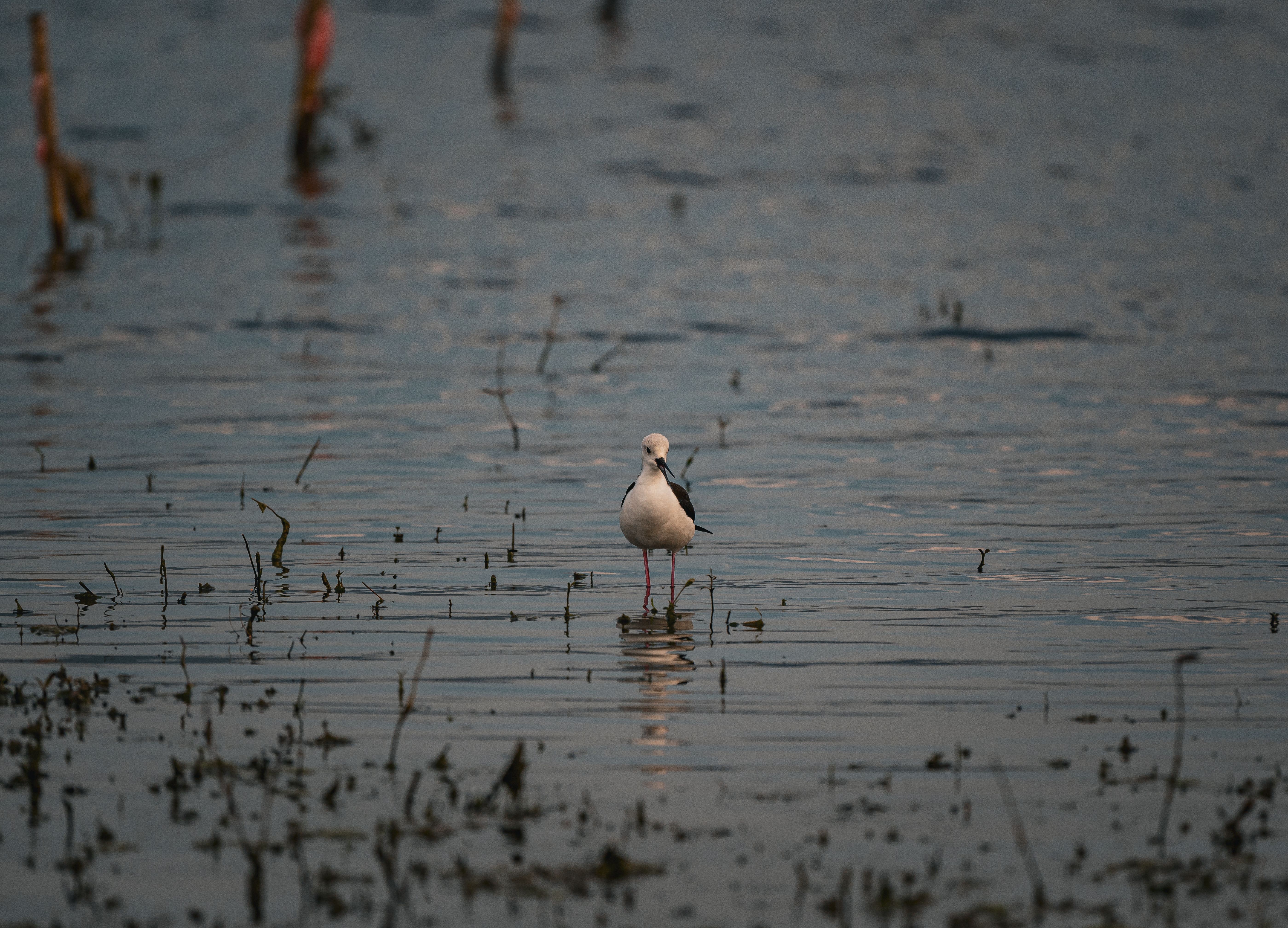A serene capture of a black-winged stilt standing in shallow waters in Thailand.