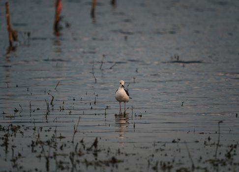 A serene capture of a black-winged stilt standing in shallow waters in Thailand.