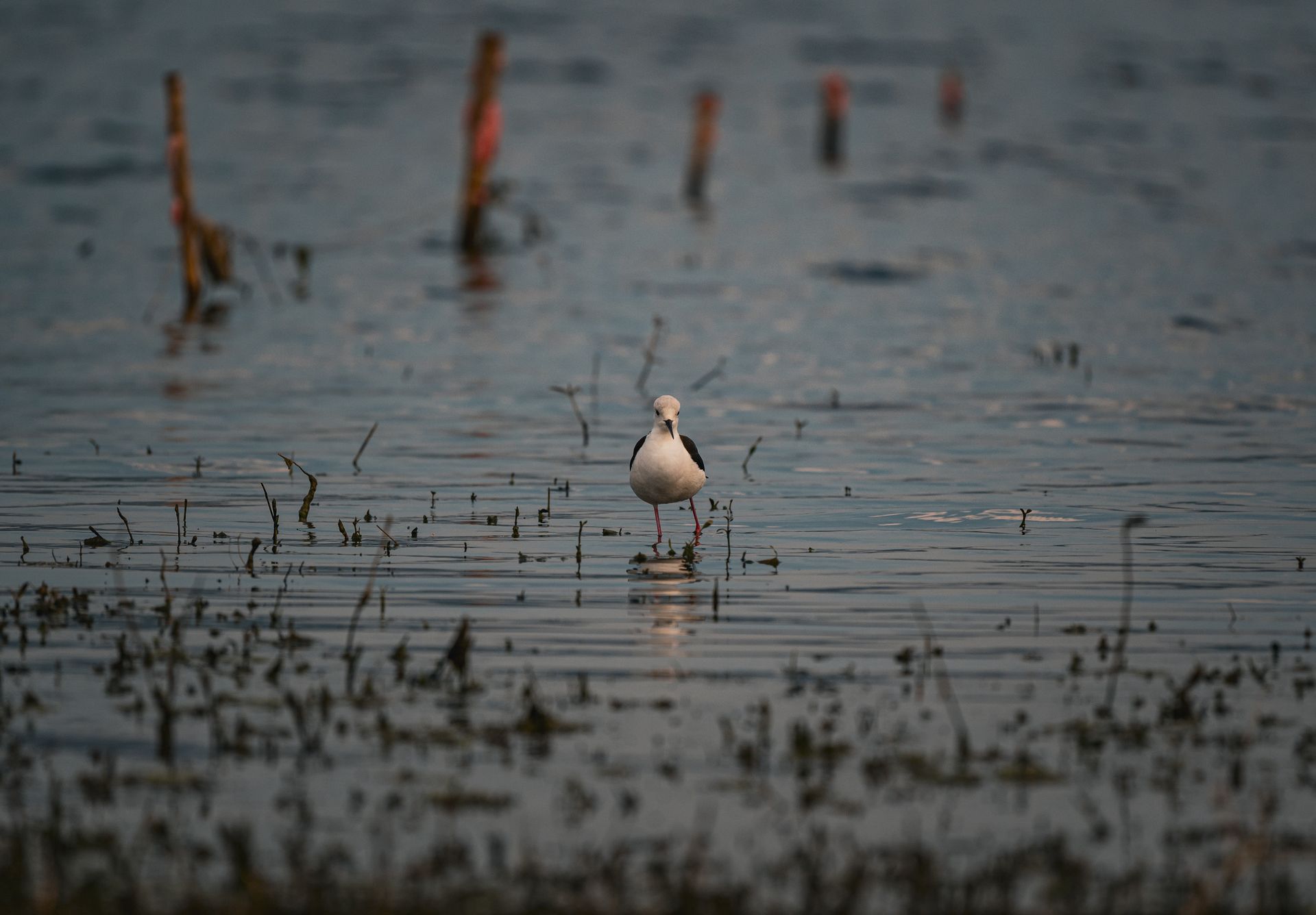 Stilt bird photo
