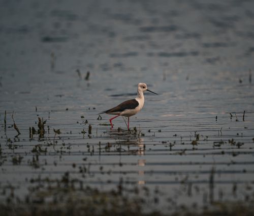 Free A black-winged stilt searches for food in a serene Thai wetland. Captured at dusk. Stock Photo