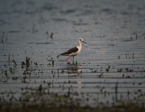 Free A Black-Winged Stilt gracefully wades through the serene waters in Thailand, surrounded by natural beauty. Stock Photo