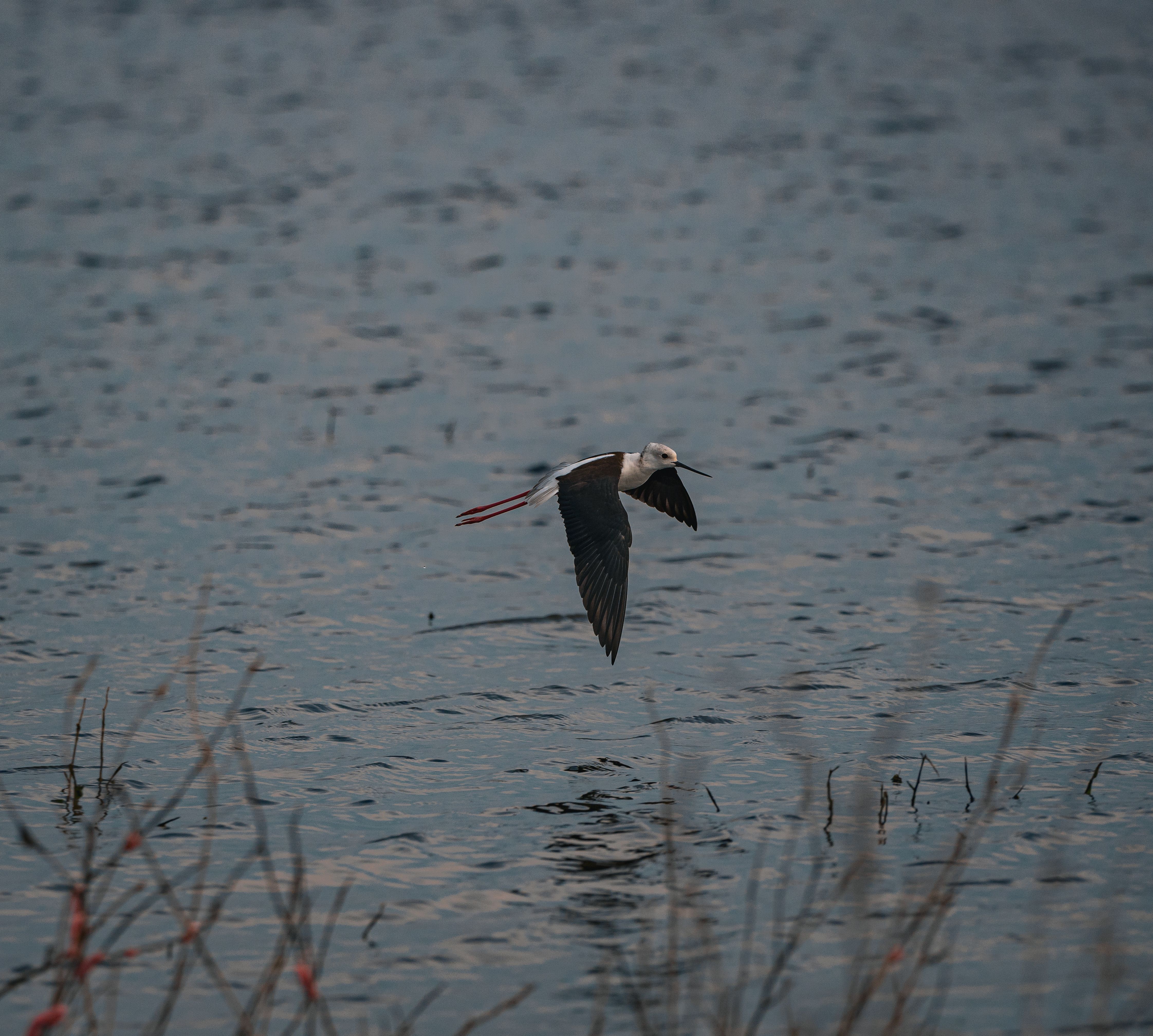 Black-Winged Stilt in Flight Over Water · Free Stock Photo