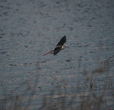 A Black-Winged Stilt gracefully flying over a serene lake in Thailand, capturing the tranquility of nature.