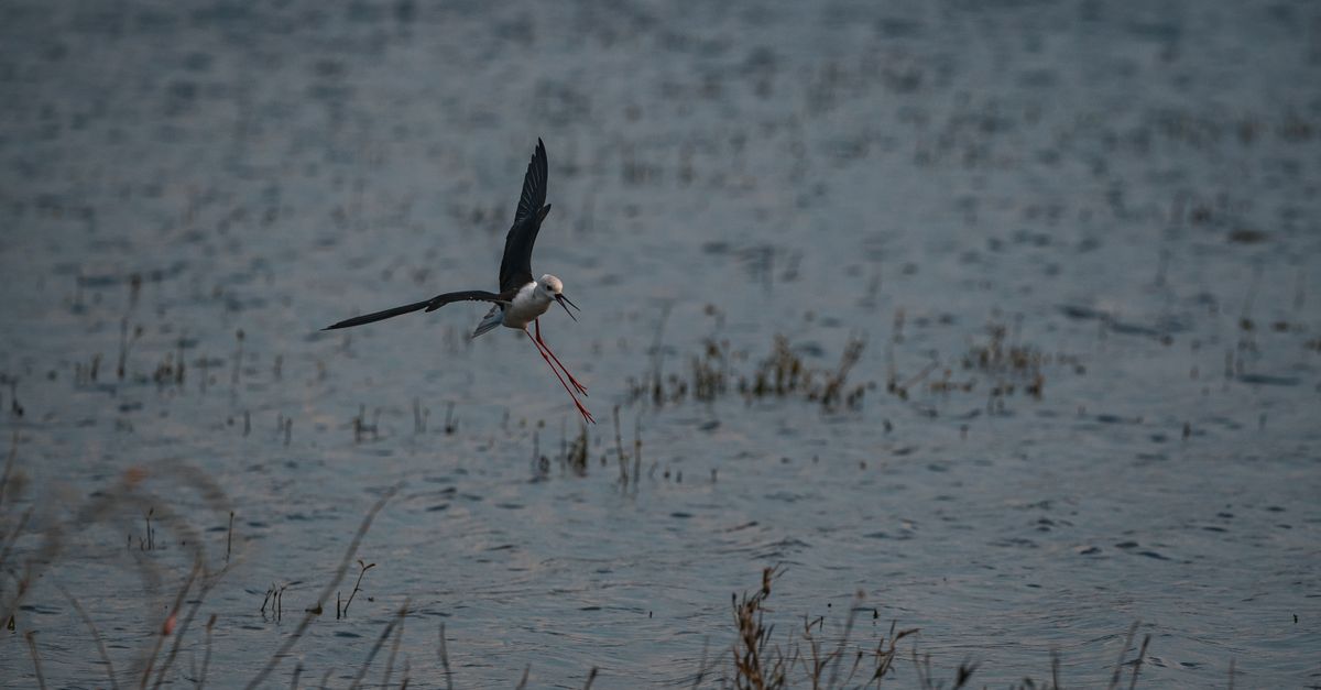 DeepSeek est-il gratuit ?