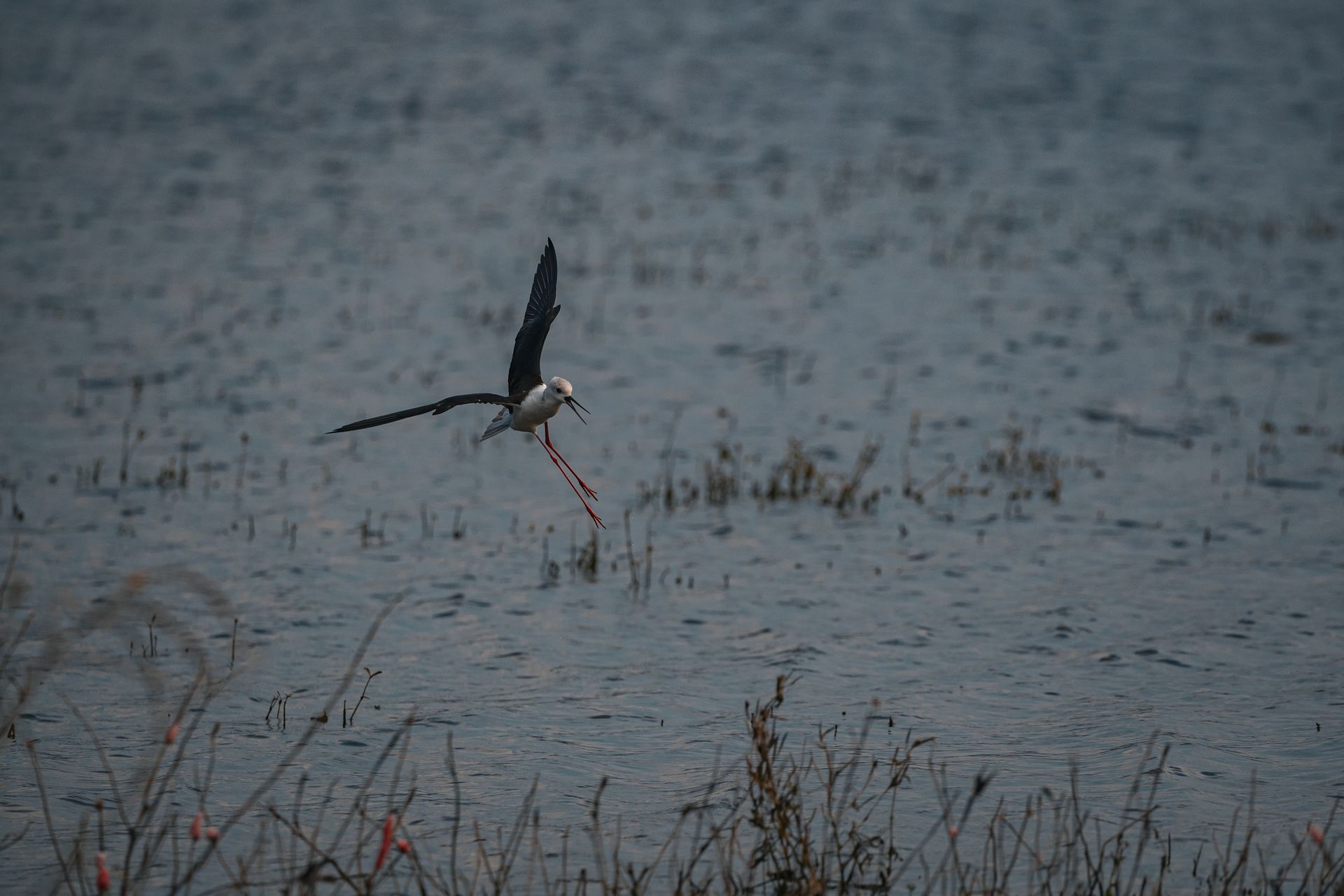 Stilt bird photo