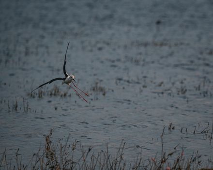 A graceful black-winged stilt in flight over a serene lake in Thailand, capturing nature's beauty.
