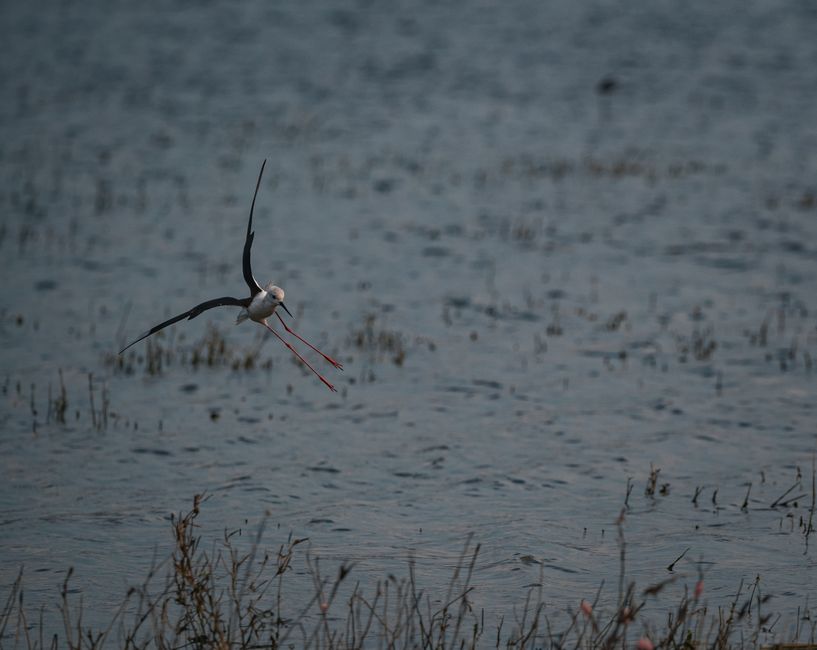 A graceful black-winged stilt in flight over a serene lake in Thailand, capturing nature's beauty.