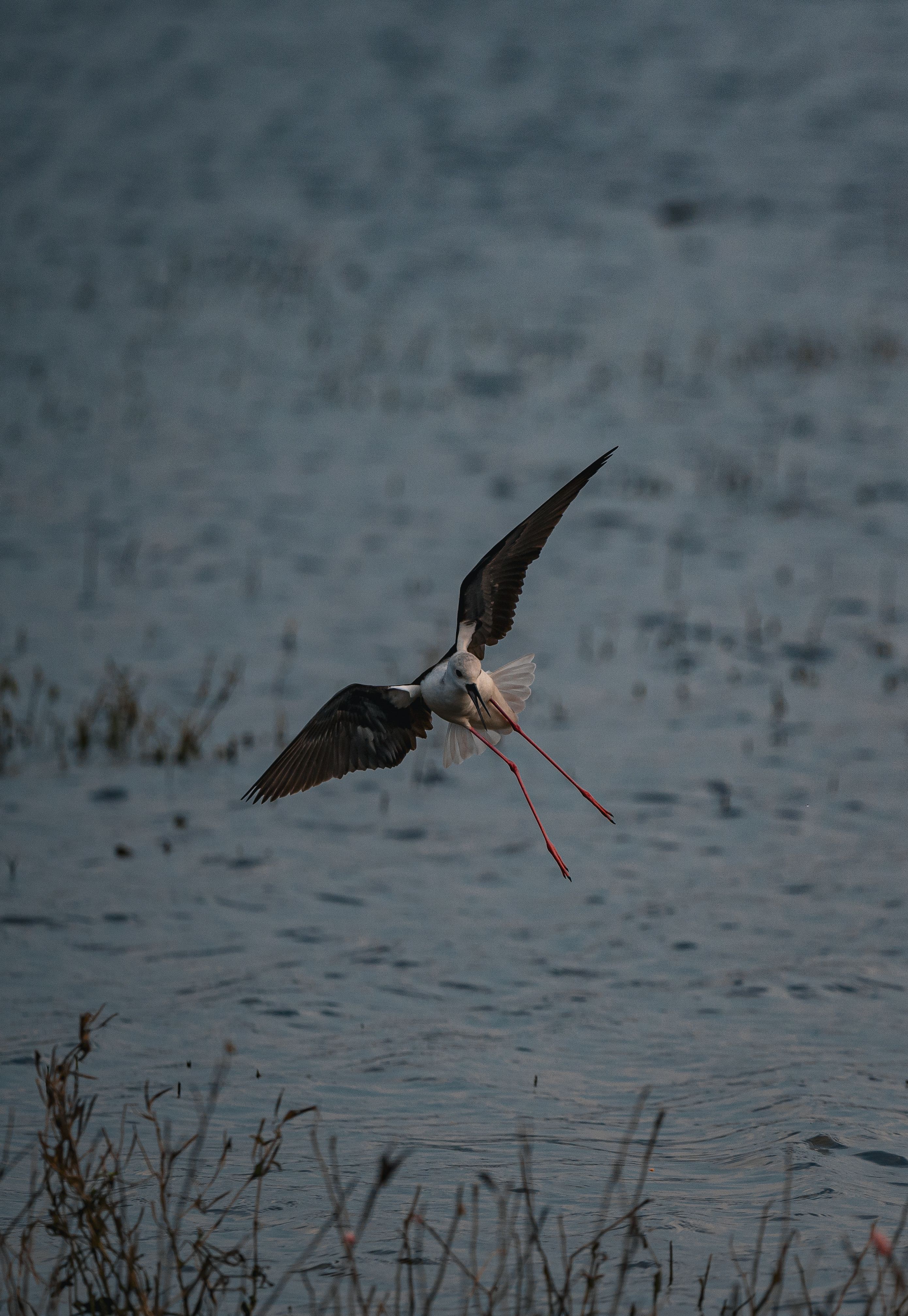 Graceful Black-Winged Stilt in Flight Over Water · Free Stock Photo