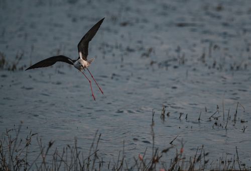 Free A black-winged stilt takes flight over a tranquil lake in Thailand, showcasing its elegant long legs. Stock Photo