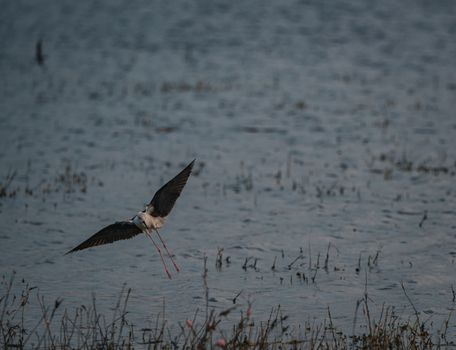 A Black-Winged Stilt elegantly soaring over the serene waters of a Thai lake.