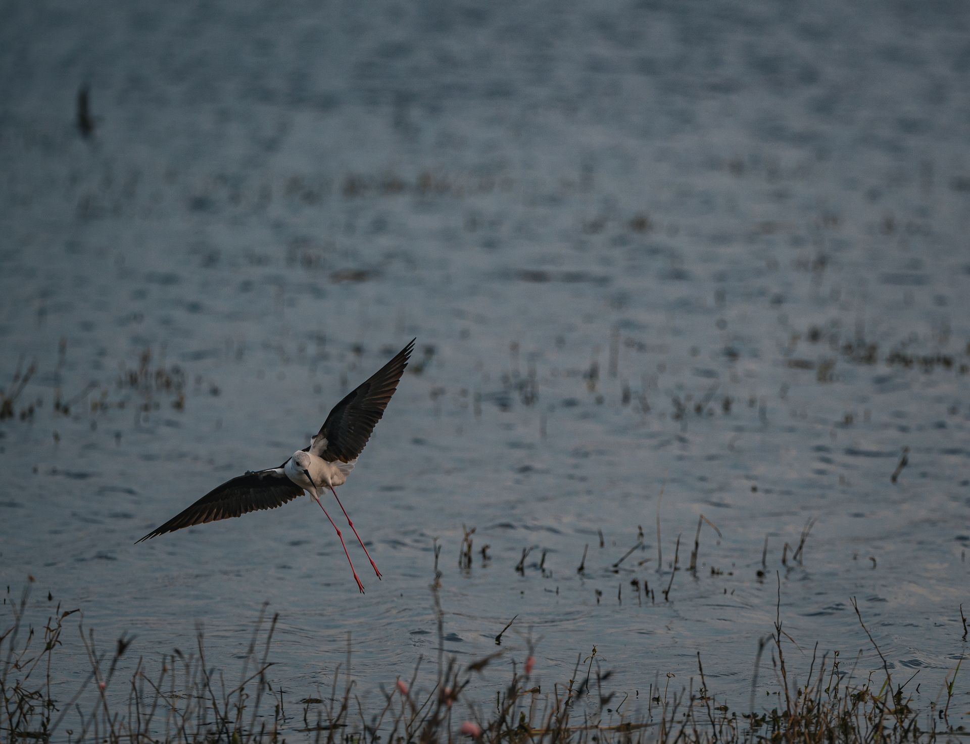 Stilt bird photo