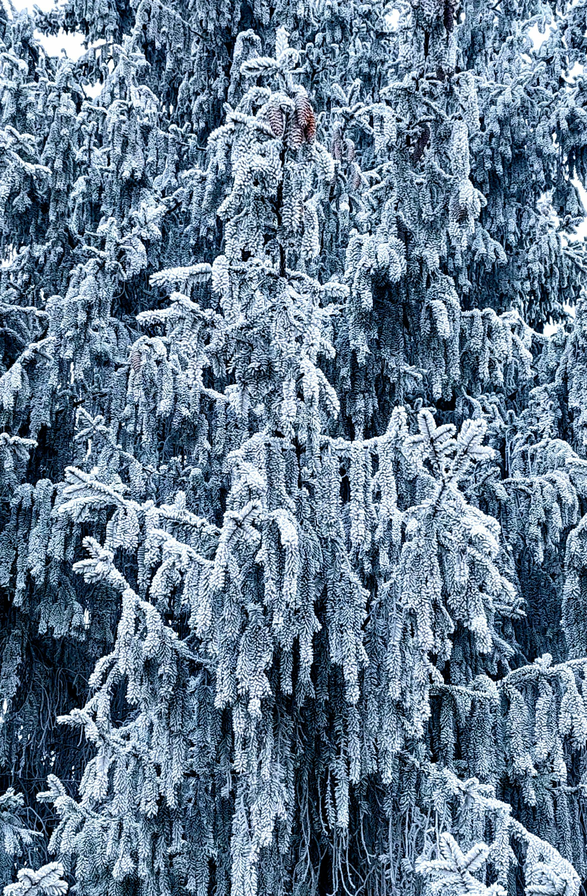 Close-up of snow-covered fir trees creating a winter wonderland effect.